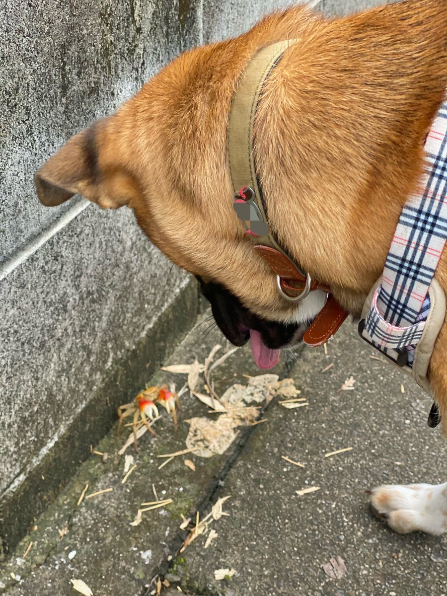 maaaaaaaaaax636's tweet photo. 犬vs蟹
この後ちょっかいかけた左足を挟まれ「ヒャーーーーン！！！！！ヒャイーン！ヒヤ、ヒャーーーーアァーーーアーーーン！！！！！！！」と悲鳴をあげて即帰宅
WINNER 蟹 https://t.co/6qZSziYsTj