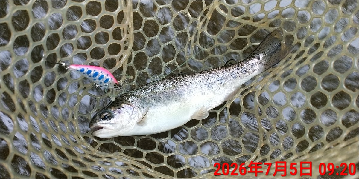 angler_f's tweet photo. 日の出スタートで6時間ほど渓流遡行。
掛けた半分以上をバラす負のループDAY。
バーブレスフックの洗礼?それとも腕?
いやいやコヤツらの食い方が下手なだけさ・・・たぶん。
#SHIMANO
#アルデバランBFSXG
#リールカスタム
#ヘッジホッグスタジオ
#MajorCraft
#ファインテール https://t.co/IVnCIrOhaW