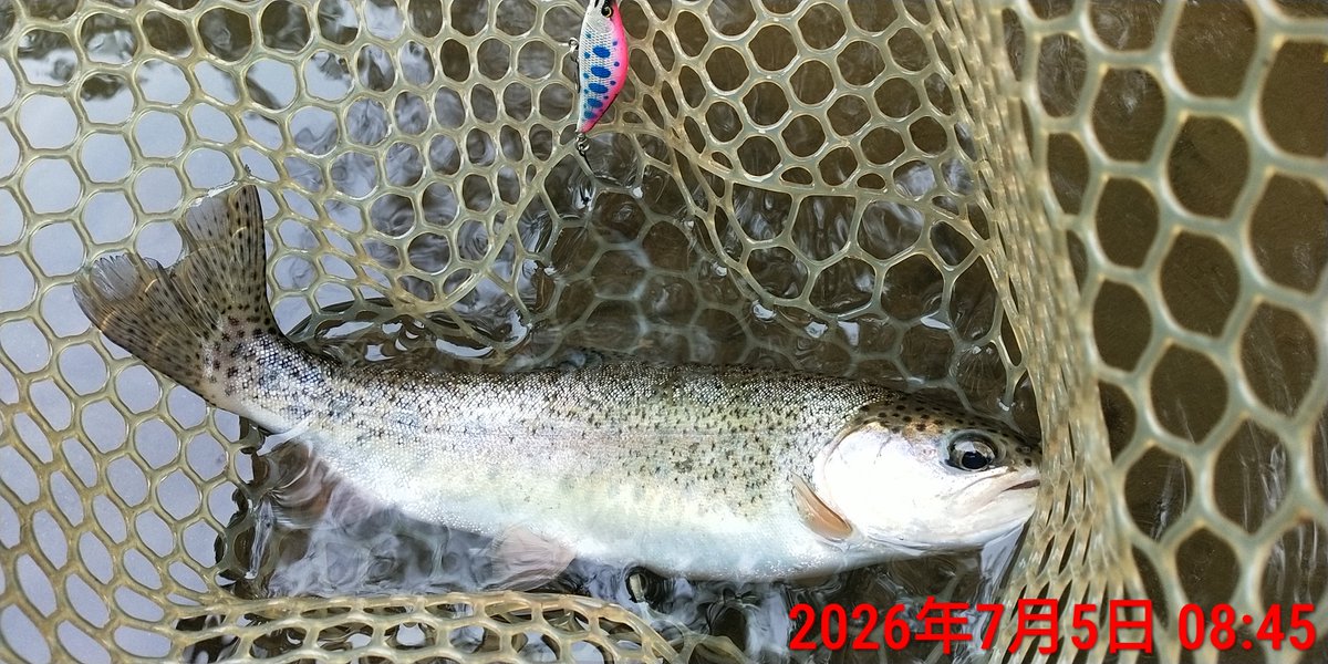angler_f's tweet photo. 日の出スタートで6時間ほど渓流遡行。
掛けた半分以上をバラす負のループDAY。
バーブレスフックの洗礼?それとも腕?
いやいやコヤツらの食い方が下手なだけさ・・・たぶん。
#SHIMANO
#アルデバランBFSXG
#リールカスタム
#ヘッジホッグスタジオ
#MajorCraft
#ファインテール https://t.co/IVnCIrOhaW