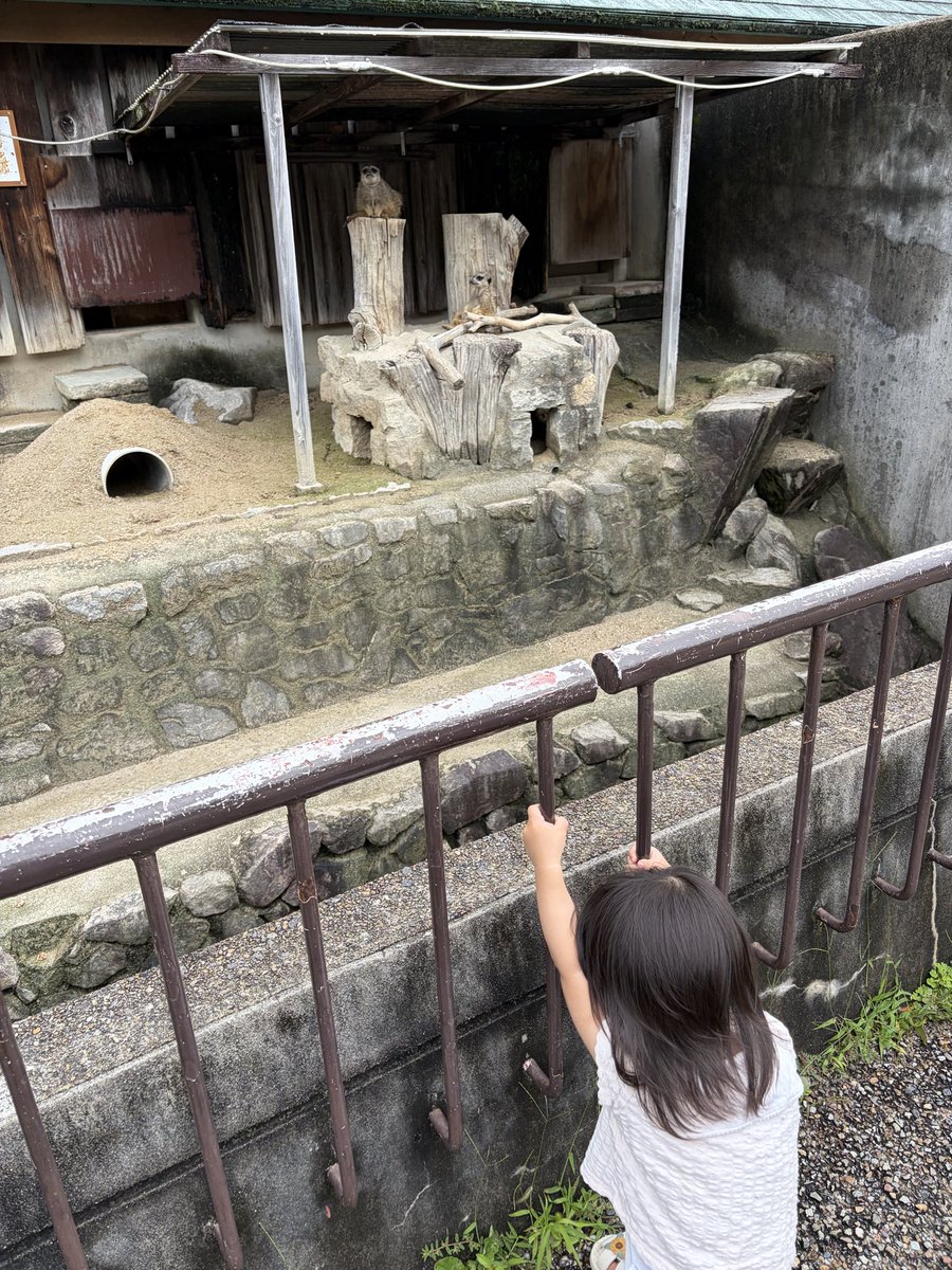 nil61612246's tweet photo. ミーアキャットを救出するため、柵を乗り越えようとする一歳児 https://t.co/BQG7gfs2g4