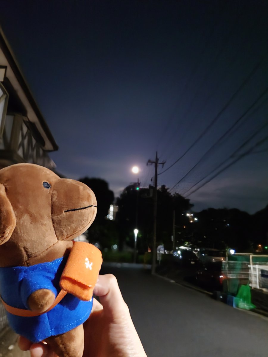 hatenakunn's tweet photo. #こいぬと旅行
#こいぬと服装
#こいぬと風景
#ぬ犬
@nknk6164
今年もいろんなこいぬとたくさんの企画で、癒されました😊✨ 
素敵な時間をありがとうございました！ https://t.co/bFVJUkHP7O