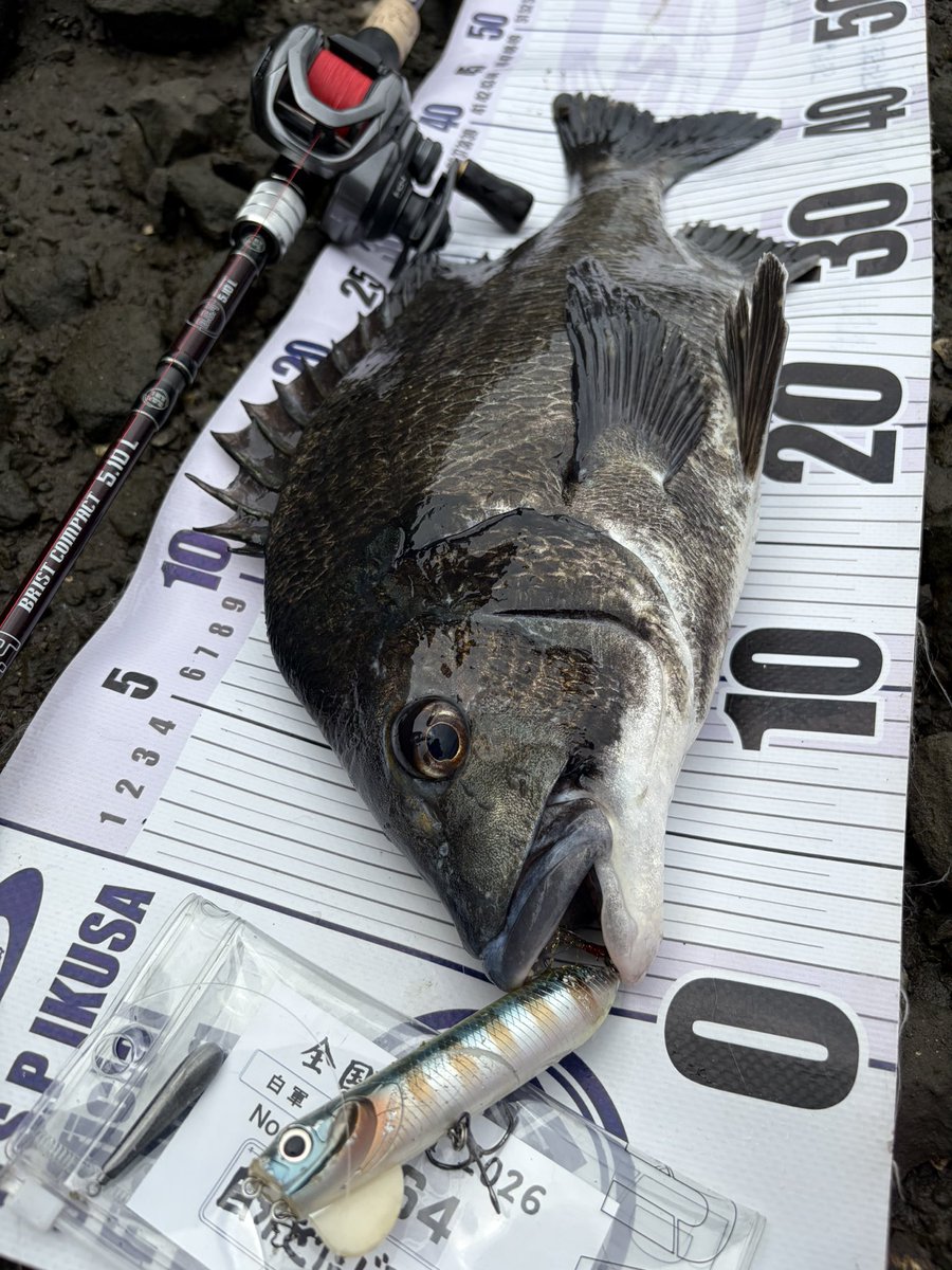 tnyn252525's tweet photo. DETA!!
好奇心旺盛なクロダイ🐟が釣れました🎣
誤爆バイト3回目できっちり深いバイトを出すことができました😊
#YAMATOJr_SPEC2 #OSP
#BC4510L #fishman https://t.co/bixOhkORqE