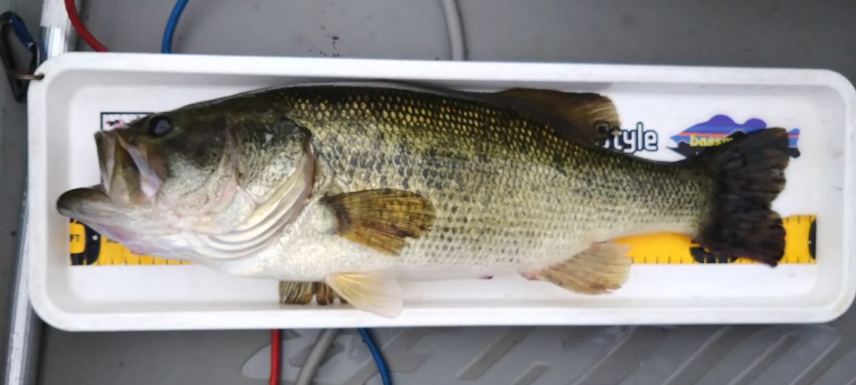 yasu100i's tweet photo. 自己記録更新の魚を釣っちゃいました！55センチ2510グラム！こういう魚は本番でお願いします。（笑）
#芦ノ湖
#h1GPXプラ
#仁屋
#自己記録更新
#来週再現できません https://t.co/pqDU3Z5Qjz