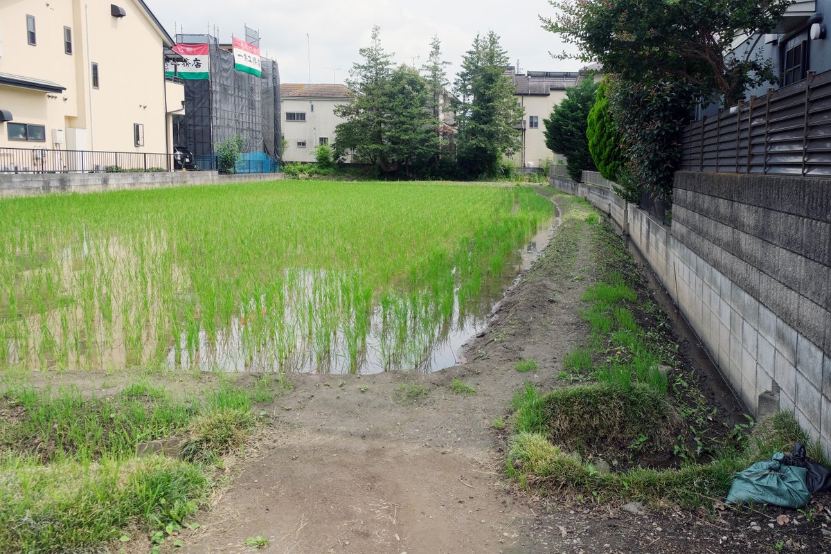 hondaso's tweet photo. 昨年は雑草が伸び放題で荒れ果てていた水田が、今年は復活していた。近くの別の水田では宅地造成が始まっていて、ここももう終わりかと思っていた。
塀に沿って流れてきた用水路が手前で左に曲がり、畦道の下を潜る。その造作に趣がある。
（東京都昭島市）

#東京の水田 https://t.co/IvtINVePOV