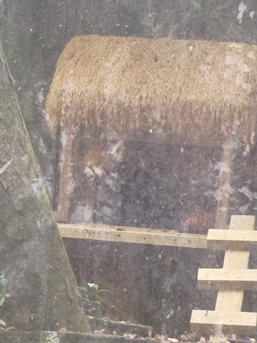 J3553lin's tweet photo. #吃喝萬樂 
跟粉肝去動物園先探勘地形
剛好遇到動物朋友見面會
感謝可愛的樹蛙，讓把邁有快樂合影~ https://t.co/N94aO8GmGm