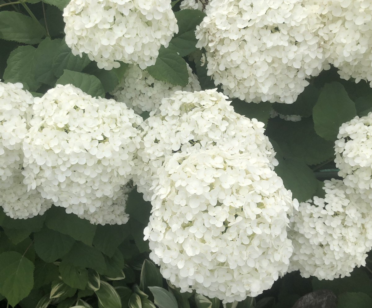 Mine_ichi's tweet photo. 白いアジサイ🍀
梅雨はそろそろ終わるのかな？ https://t.co/udxpSZxu1C