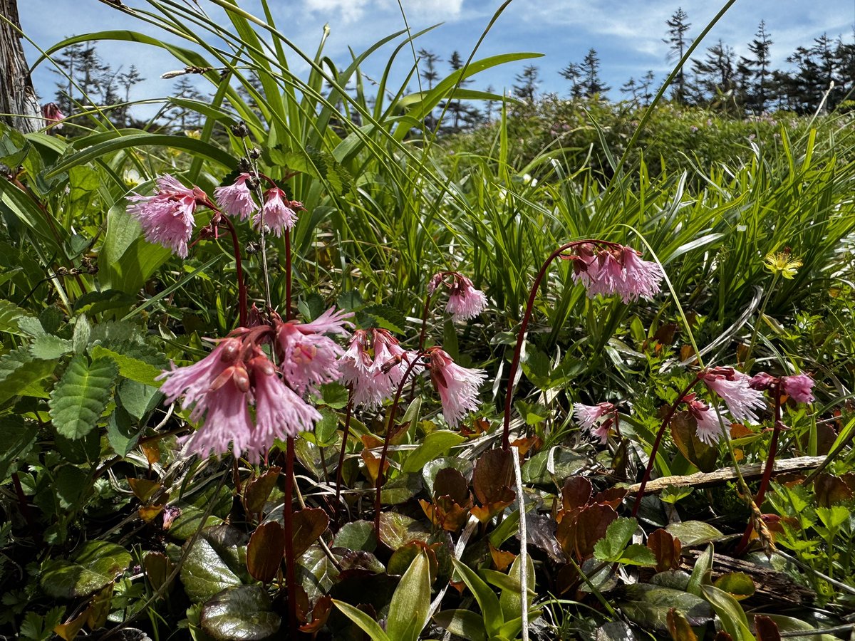 North_Wind_Sun's tweet photo. 山の花はかわいい https://t.co/iQMiFVrvah