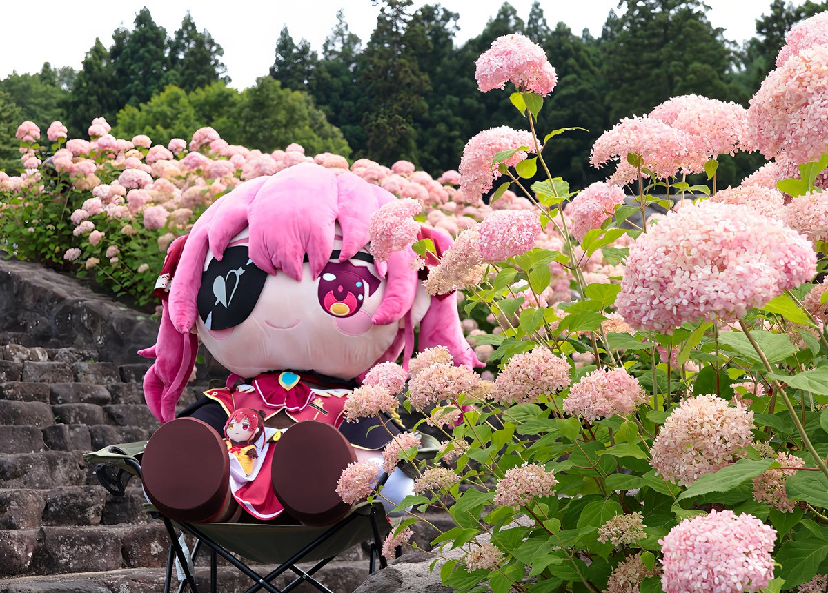昨日長岡にある国営越後丘陵公園にて 紫陽花祭りやっててぬい撮りして