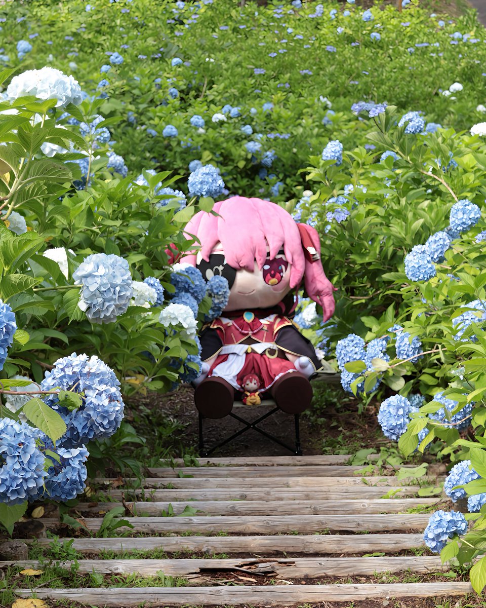 昨日長岡にある国営越後丘陵公園にて 紫陽花祭りやっててぬい撮りして