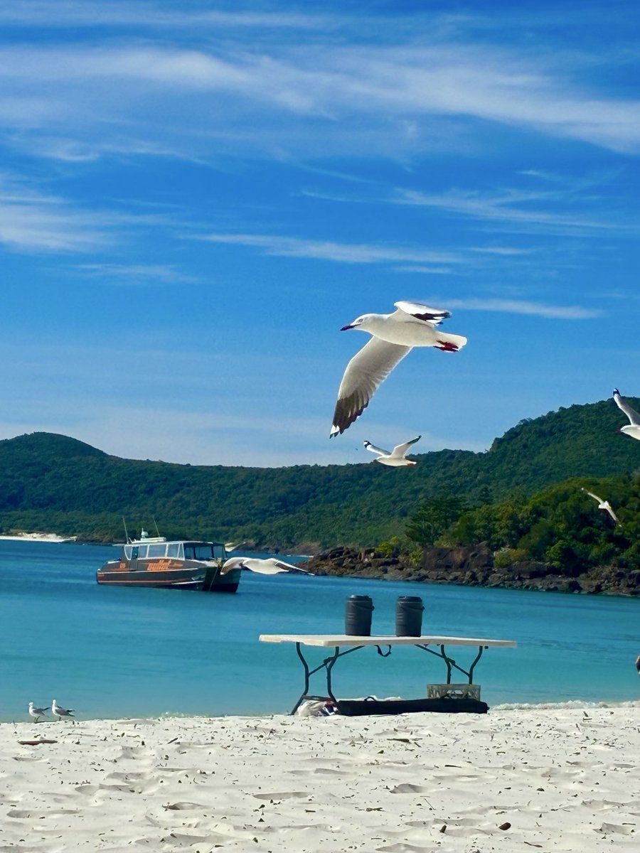 AlicatzAlison's tweet photo. Airlie Beach get away 🏖️ https://t.co/lKEBY3LVVC