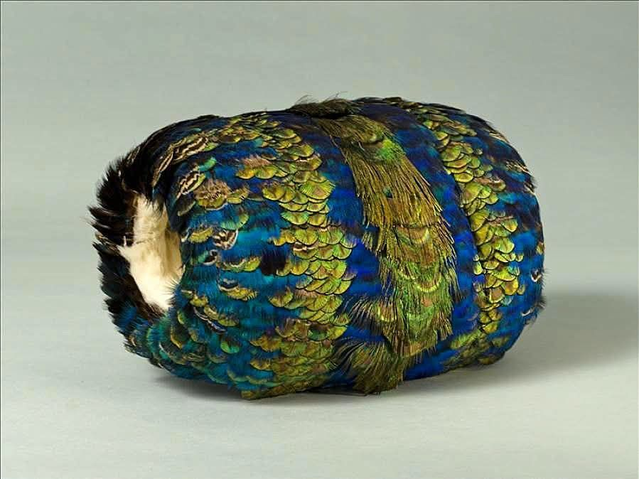 LeoDaVinciWave's tweet photo. Peacock feather muff, a high-fashion accessory popular during the 18th and 19th centuries. https://t.co/lnfXUr4j2m
