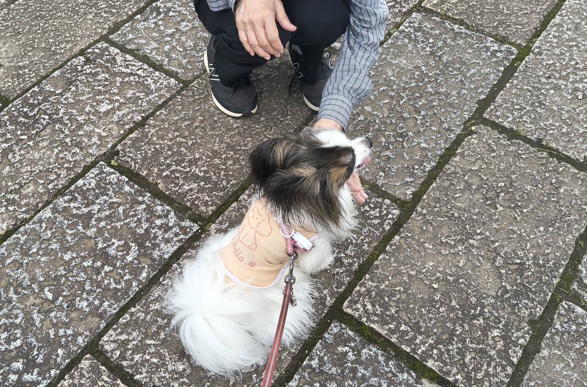 m2mama01's tweet photo. 今朝も溺れそうな湿度の中の朝さんぽ🐾
案の定、帰宅直後から大雨になりました☔
今年は本当に雨が多いね！ https://t.co/DL6hFzRjdC