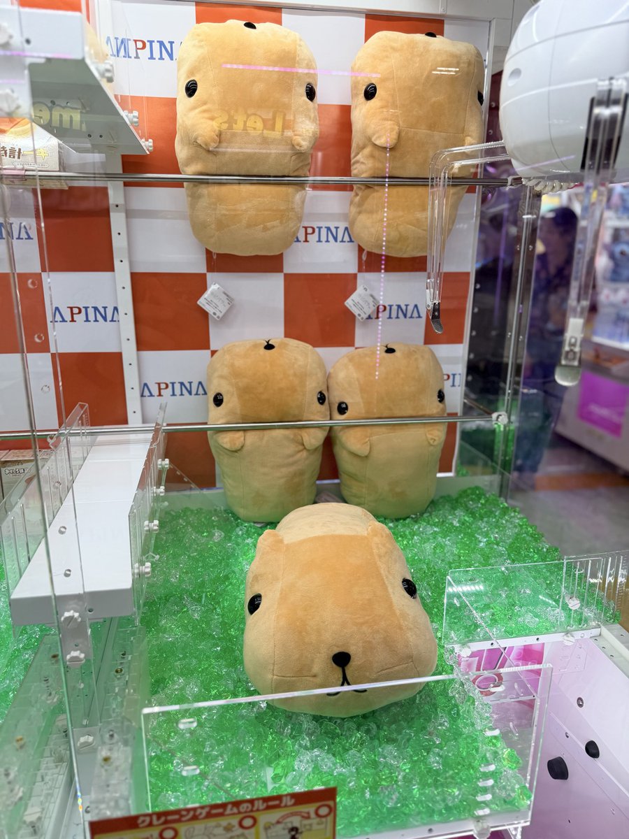 aile39's tweet photo. このご時世にカピ！？ https://t.co/lDoc5YlH3N