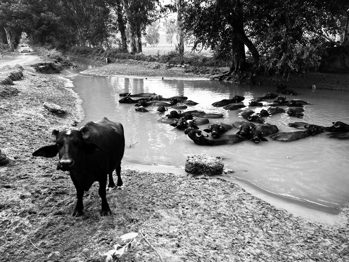 5aab4ever's tweet photo. Afternoon Nap 😴 vibes by livestock buffaloes 🐃
Punjab, India 🇮🇳
#blackandwhite #photograph #sundaytrip #blackandwhite #country #sundaypost #photograph #ptod #XApp #sunday #longexposure #milkywater #XApppreset #twilight #livestocks #openrange #freegrazers #buffalo #murrah #dairy