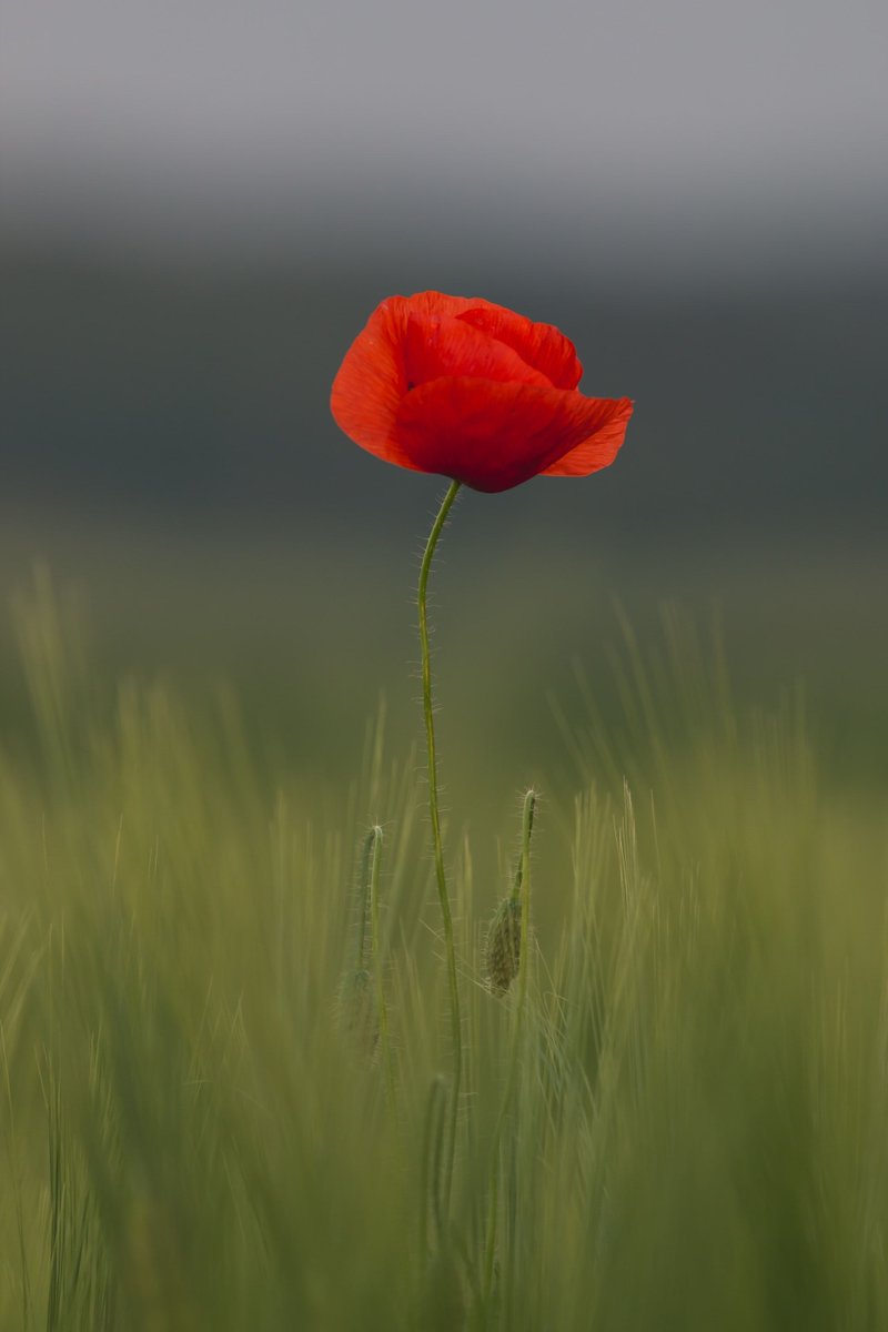 tomtolkien's tweet photo. KS1 and KS2 topic books about war, armistice and remembrance, including titles by Michael Rosen, Tom Palmer, Lois Lowry, Bali Rai, Bernard Ashley and Judith Loske. π’ https://t.co/dTaoSUqTNu π’ #ad #ukedchat #kidlit #teachertwitter #homelearning https://t.co/d9aY1um10C