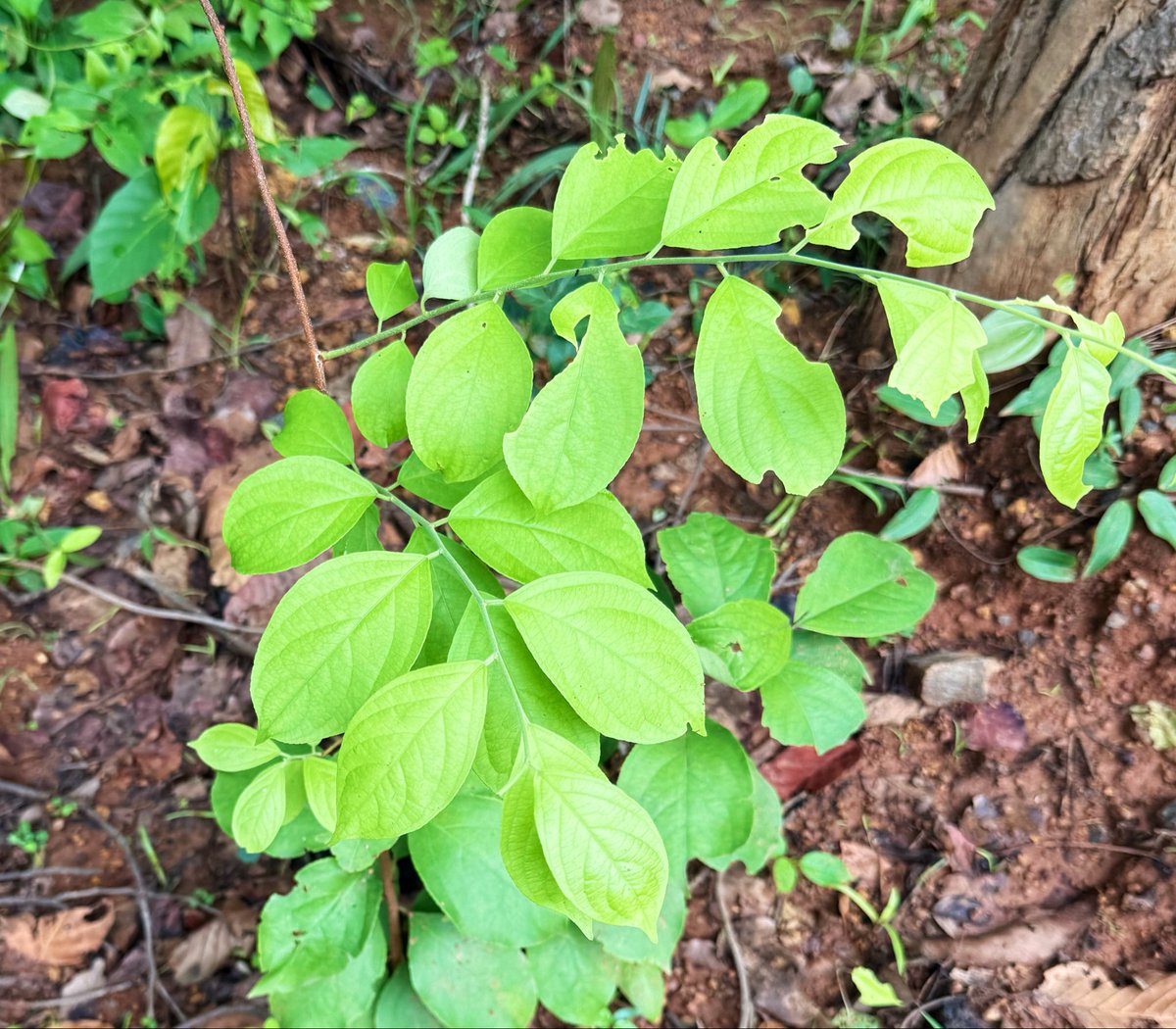 BiotechSanjeet's tweet photo. Know your medicinal plant from Forest of #Odisha
Jyotishmati (Celastrus paniculatus Willd.) is a #medicinal woody #climber of the #Celastraceae family. Native to India, it is valued in #Ayurveda as a Medhya Rasayana, traditionally used to enhance #memory, concentration, and overall cognitive function. Its seeds yield a #medicinal oil widely used in #traditional medicine for supporting the #nervous system.
#Climber #Odisha #Medicinal #Flora
@SDG2030 @moayush @nmpb1 @EnvironmentPib
