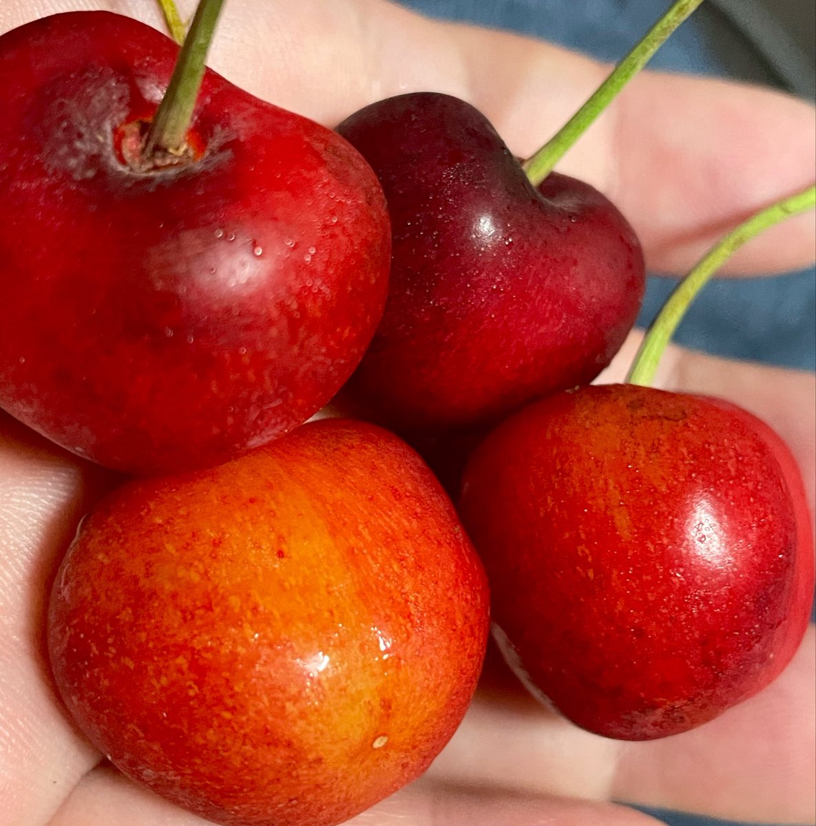 山形からさくらんぼ頂いた🙏✨🍒ありがとう姉ちゃんの友達。