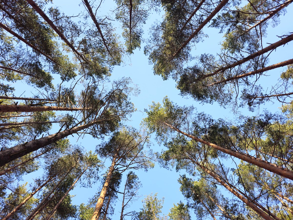 Alco_archon's tweet photo. Today's Photography Challenge: Trees 🌳

Lone trees, ancient giants, colorful canopies, or twisted branches. Share or repost your favourite tree photographs. https://t.co/vE1Psd9Sng