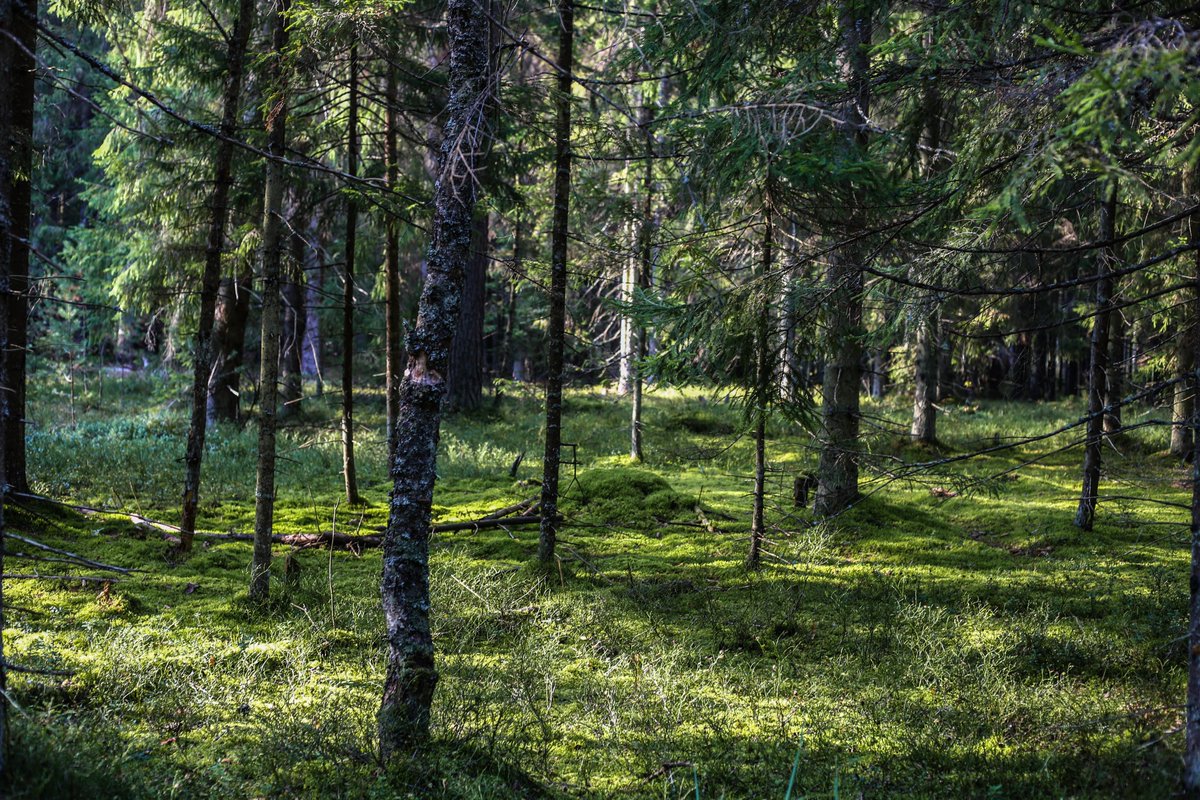 Alco_archon's tweet photo. Today's Photography Challenge: Trees 🌳

Lone trees, ancient giants, colorful canopies, or twisted branches. Share or repost your favourite tree photographs. https://t.co/vE1Psd9Sng