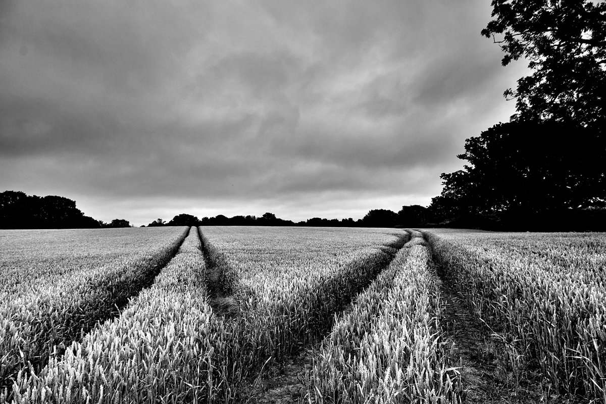 ChrisDavies102's tweet photo. Cornfields near #Congleton early this morning.
#blackandwhitephotography #landscapephotography #photography https://t.co/f6RGtg7Rd8