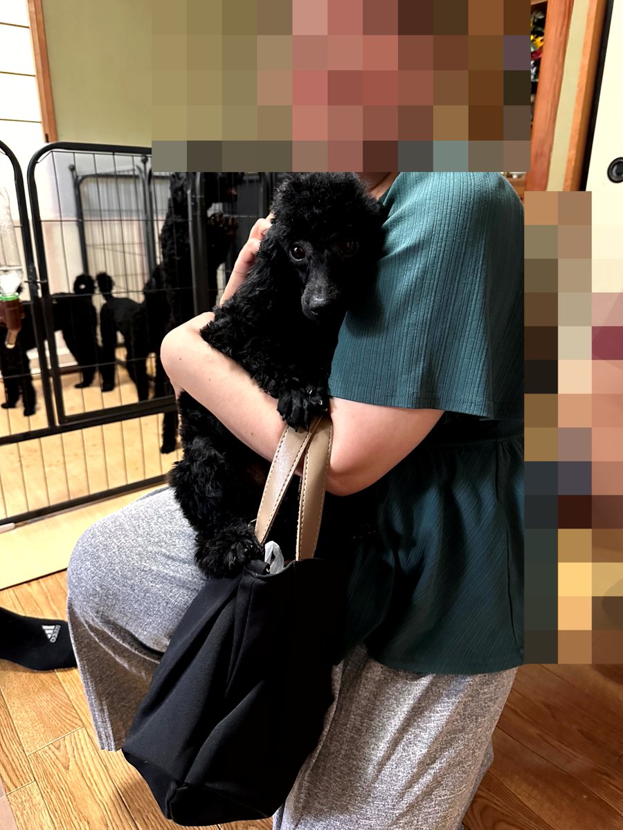 プードルズハウス (@Poodles_housejp) / Posts / X