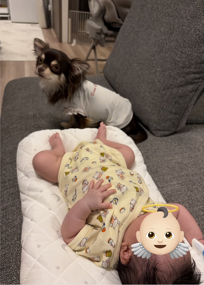 ai_bomb's tweet photo. これは赤子見守りーヌ🐶🐾 https://t.co/xFC3ZuWwao