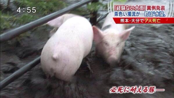 chu_2_rou's tweet photo. ＂仲間＂だと思ってた友達が大学で女子と仲良くなってるらしくて今これ https://t.co/yyePjpebWq