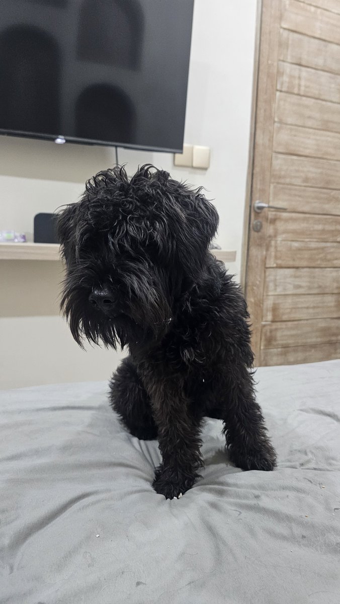 iyarset's tweet photo. 10 juta untuk siapapun yang bisa bawa Barney pulang ke rumah. I'm starting to lose hope now. Details attached.

Hubungi akun ini jika menemukan. Terima kasih. https://t.co/1Lr8MAQXDU