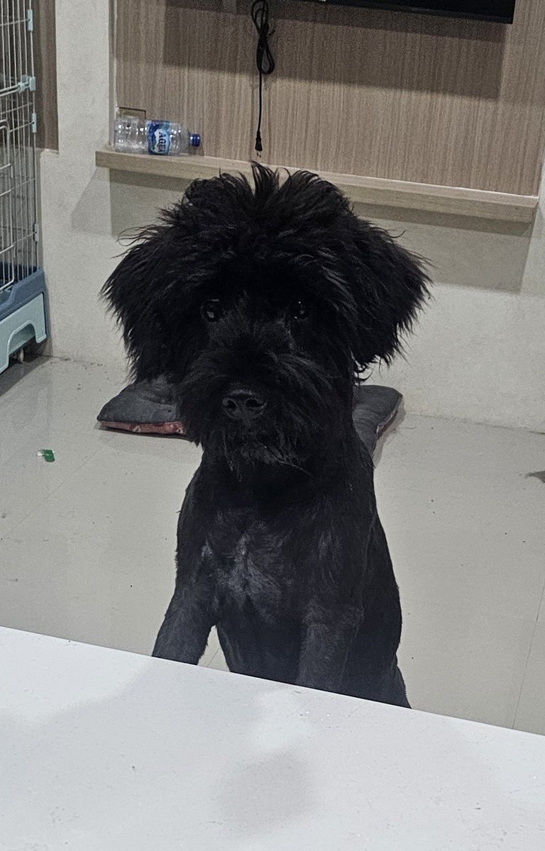 iyarset's tweet photo. 10 juta untuk siapapun yang bisa bawa Barney pulang ke rumah. I'm starting to lose hope now. Details attached.

Hubungi akun ini jika menemukan. Terima kasih. https://t.co/1Lr8MAQXDU