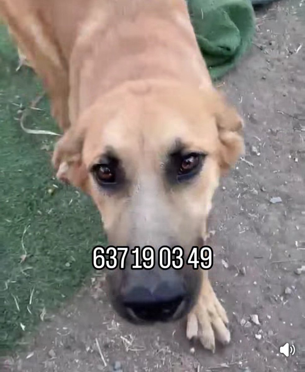 MarioliRm's tweet photo. Se llama Playa tiene 8 meses y pesa 25 kg,es una perrilla maltratada con miedo al principio cuando te acercas y aveces se hace pipi,pobrecita 😥
Sociable con personas y 🐕,con 🐱 hay que ver.
Fue encontrada en Lebrija SEVILLA,puede🚗
Le das ❤️ y un hogar por favor?🙏🙏🏿
Llama👇🏼☎️ https://t.co/QNPde69McT