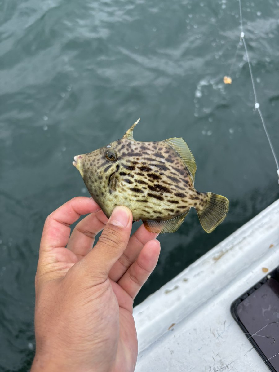 ikenao0628's tweet photo. 本日は駿河湾のカワハギ��した。

清水港NB.jrさんより出船。

実釣時間は6〜11時と少々短め。

それでもここ最近の状況であればツヌケは安定して出来ます！

タイミング次第では結構食います😊

かなりポテンシャル高いので上手くやれば30枚ぐらい狙えるかと！

皆様ぜひ！

#駿河湾　#カワハギ https://t.co/jUv35uH1Eb
