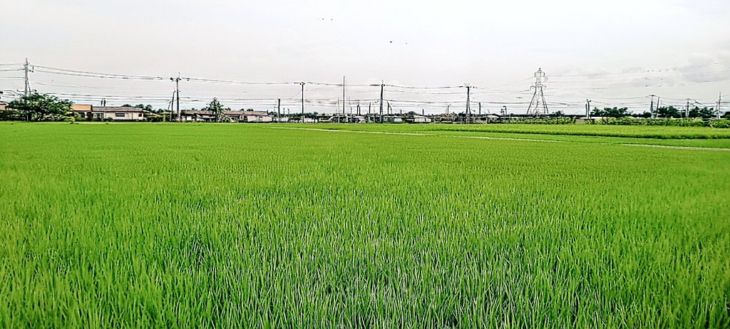 t_800n's tweet photo. 田園都市線を散歩 https://t.co/txJSIX0CM0
