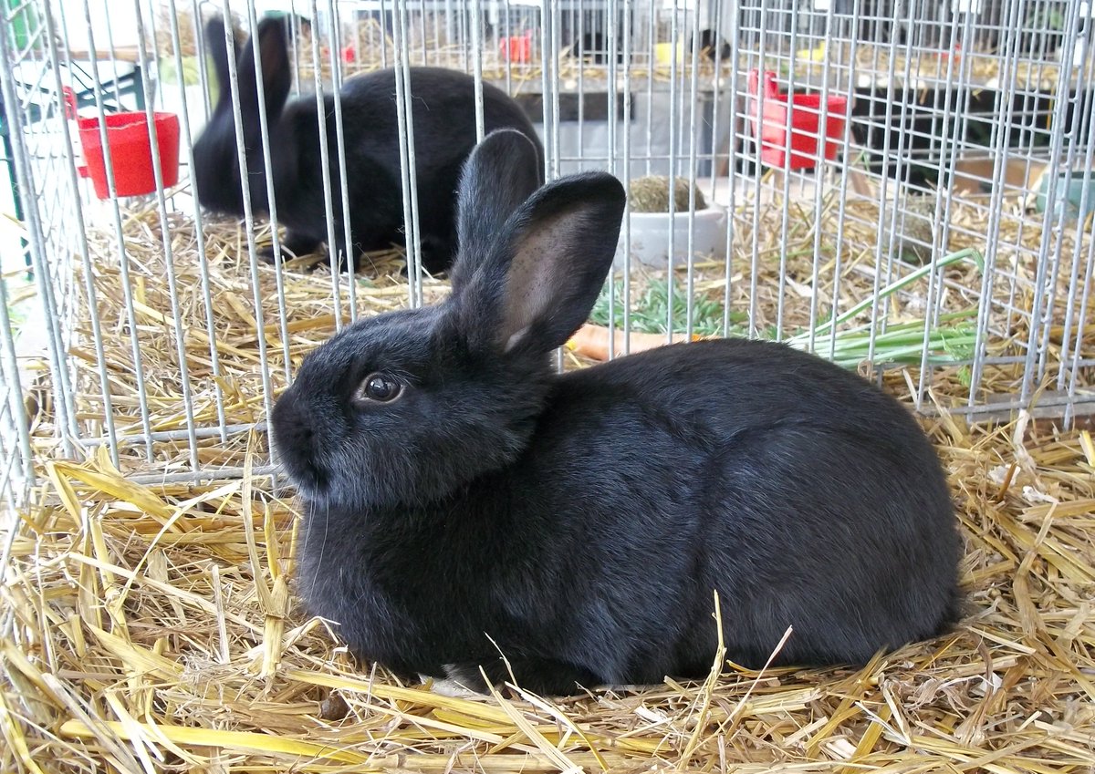 ThomasBartels83's tweet photo. An diesem Wochenende findet die 44. Kaninchen Jungtierschau des "Rassekaninchenzuchtverein S6 1892 e.V." Annaberg statt ๐๐ฐ๐๐ฐ๐ฅ๐๐
Ich war natรผrlich gleich mal vor Ort und habe einen Blick auf die 136 kleinen geworfen ๐๐ฐ๐ฅฐ๐ธ๐๐ฅ
#Kaninchen #Annaberg #S6 #ThomasBartels https://t.co/sBMvRXOLKC