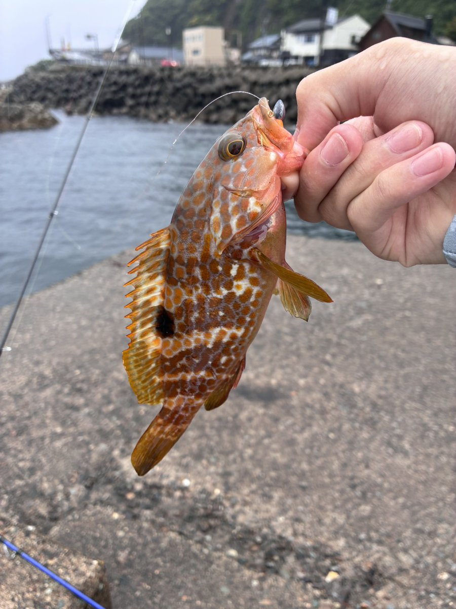 o_k1015's tweet photo. 福井県で息子が釣ったアコウ。
リリースサイズやけど初魚種。
嬉しそうに連絡してきた。 https://t.co/pLhWuKWyO4