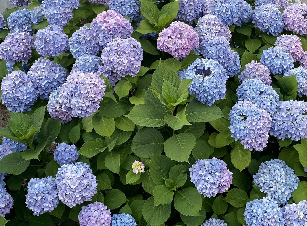 hiro_soccer0529's tweet photo. 花には癒されますね！

#アジサイ #紫陽花 #梅雨の代表格 https://t.co/ItTH4W3mqi