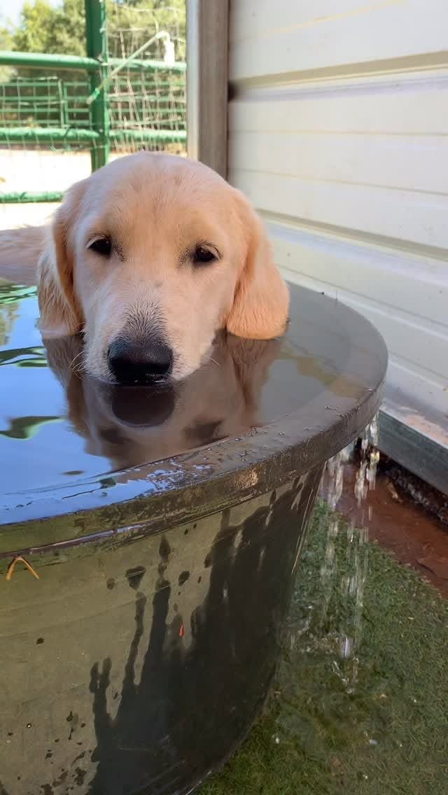 theDoggLovers's tweet photo. Cold bath! https://t.co/hHCDboFRx6