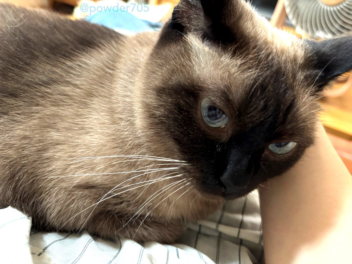 コダマナオコ🐈 (@powder705) / Posts / X