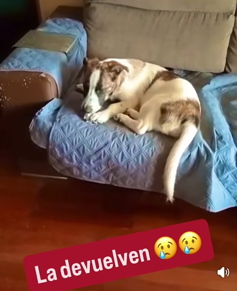 MarioliRm's tweet photo. Solo BARCELONA
Me quema esto😤 Vaivana con tan solo 5 meses ya no la quieren tras ser adoptada y la pobre sin saber que la van a 💔
No son juguetes ni caprichos,BAS-TA YA😤
Con lo buena que es 🥹merece un hogar responsable,se lo das por favor?🙏
Escribe📩 lahuelladerosy@gmail.com https://t.co/lkWBCU1k7a