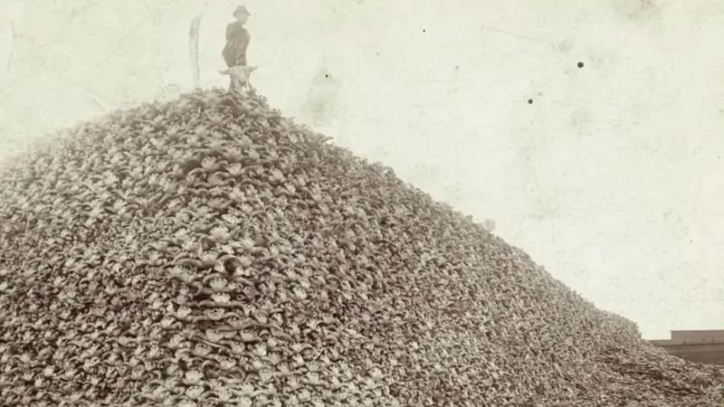 Ronjuror's tweet photo. @tanyarlfes Bangsa eropa itu penjajah, mereka sering melakukan genosida, untuk memaksa indian menyerah amerika membunuh jutaan bison sehingga warga mati kelaparan, jumlah bison yg sebelumnya 30-60 juta ekor jadi hanya ratusan ekor, ekh disini malah banyak penyepong dan bule hunter wkowkowko https://t.co/SeYzqDwelD