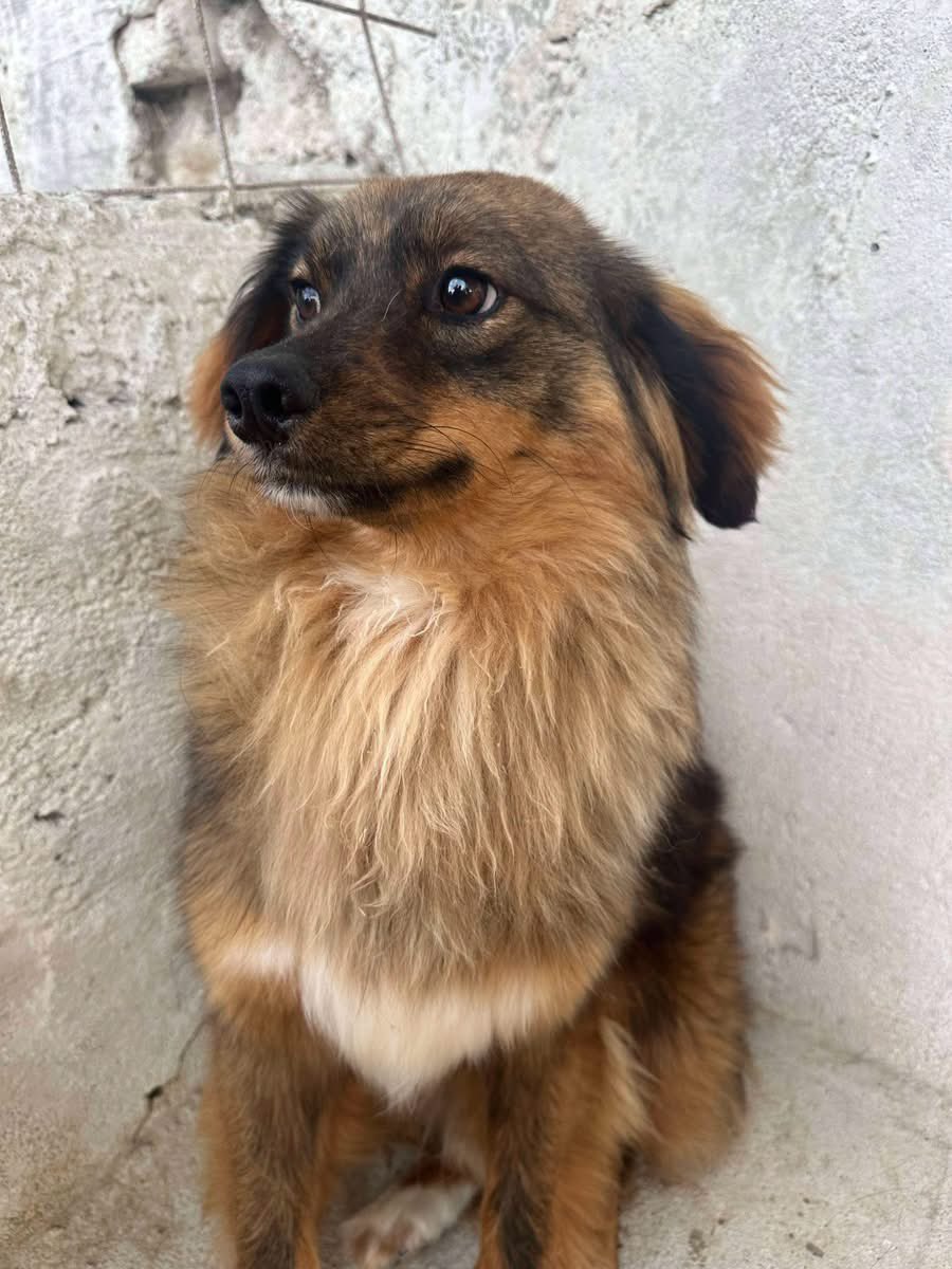 PfotenV's tweet photo. ❤️❤️CARUSO❤️❤️, geb. 01.2023, 40/45 cm groß 
Die kleine Kerl stammt aus einer Rettungsaktion.
Caruso ist ein richtiges kleines Flauschpaket, freundlich, vom Charakter her eher etwas zurückhaltend vor allem bei fremden Menschen schaut er sich das Ganze erst mal vorsichtig an. https://t.co/N4aOuD7MBR