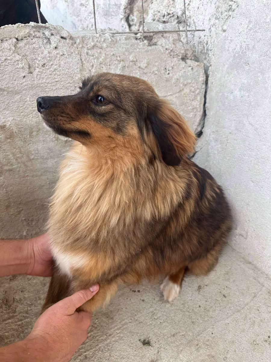 PfotenV's tweet photo. ❤️❤️CARUSO❤️❤️, geb. 01.2023, 40/45 cm groß 
Die kleine Kerl stammt aus einer Rettungsaktion.
Caruso ist ein richtiges kleines Flauschpaket, freundlich, vom Charakter her eher etwas zurückhaltend vor allem bei fremden Menschen schaut er sich das Ganze erst mal vorsichtig an. https://t.co/N4aOuD7MBR