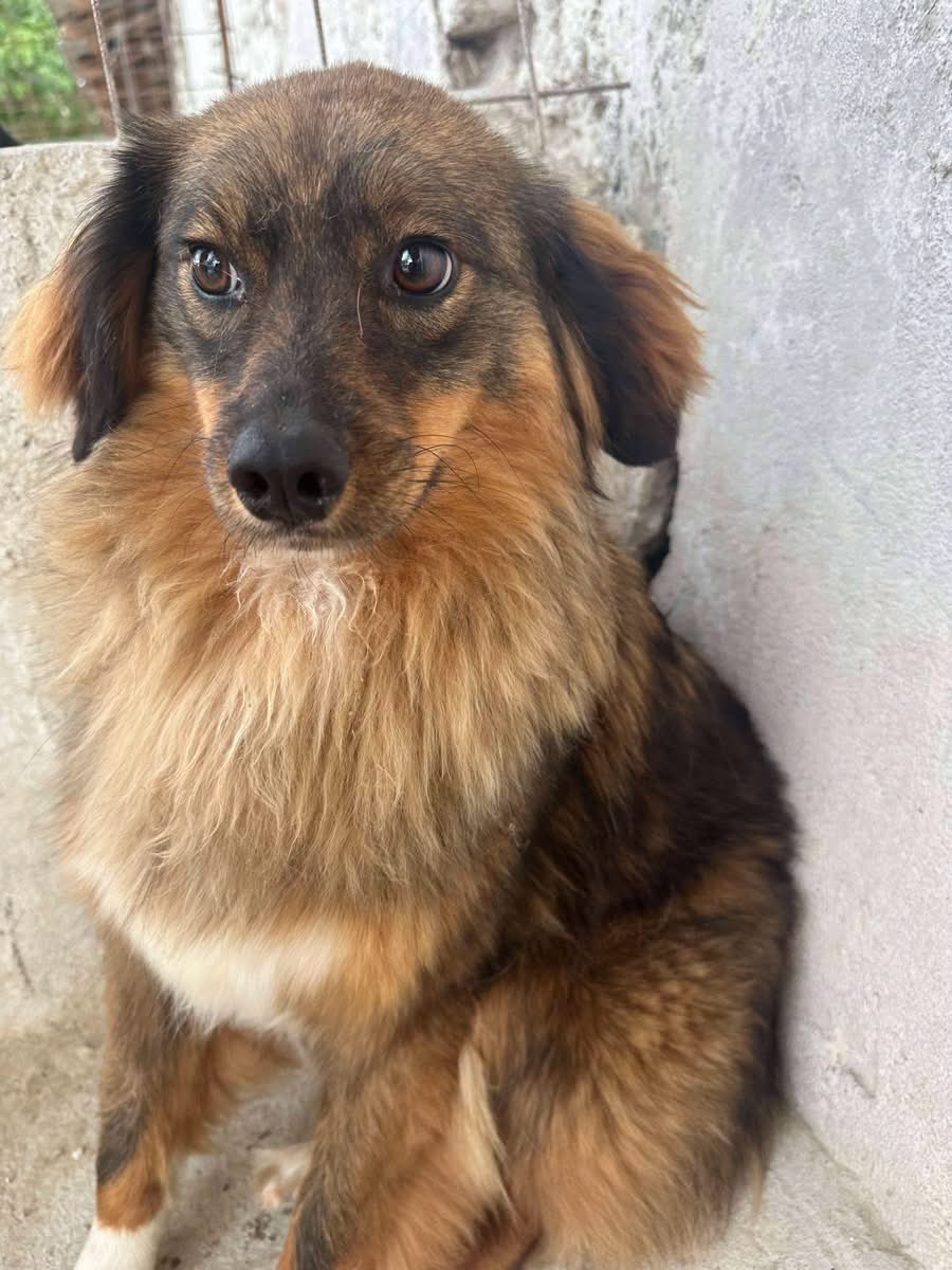 PfotenV's tweet photo. ❤️❤️CARUSO❤️❤️, geb. 01.2023, 40/45 cm groß 
Die kleine Kerl stammt aus einer Rettungsaktion.
Caruso ist ein richtiges kleines Flauschpaket, freundlich, vom Charakter her eher etwas zurückhaltend vor allem bei fremden Menschen schaut er sich das Ganze erst mal vorsichtig an. https://t.co/N4aOuD7MBR