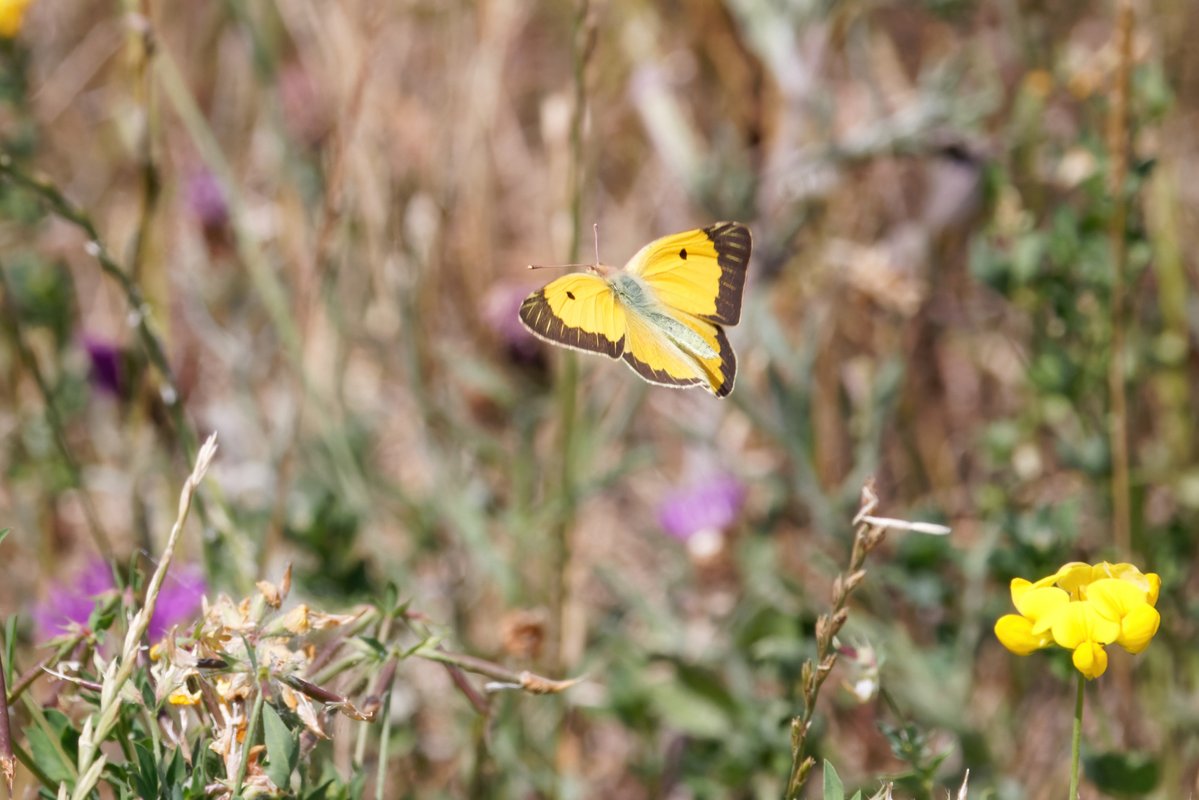 SteveHarley17's tweet photo. I saw my first Clouded Yellow of the year on Friday 3-Jul at Buckler's Forest, Crowthorne.  I was happy to get a few flight shots. https://t.co/hiZADy8Ve9