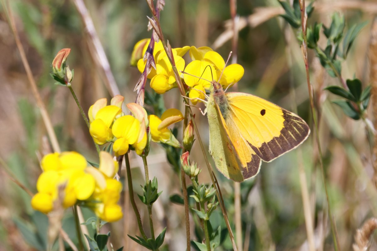 SteveHarley17's tweet photo. I saw my first Clouded Yellow of the year on Friday 3-Jul at Buckler's Forest, Crowthorne.  I was happy to get a few flight shots. https://t.co/hiZADy8Ve9