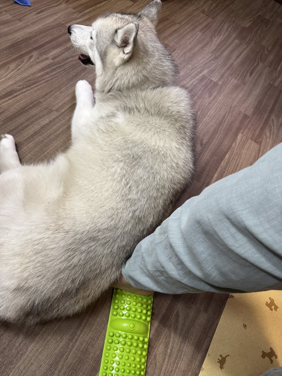 BQx6DDsrtCKst3Z's tweet photo. 飼い犬から拷問受けてる https://t.co/nLVYvR8Wqh