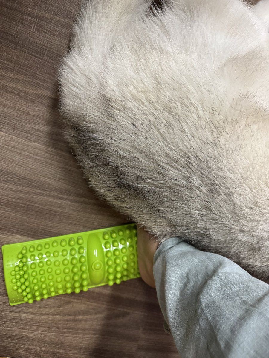 BQx6DDsrtCKst3Z's tweet photo. 飼い犬から拷問受けてる https://t.co/nLVYvR8Wqh