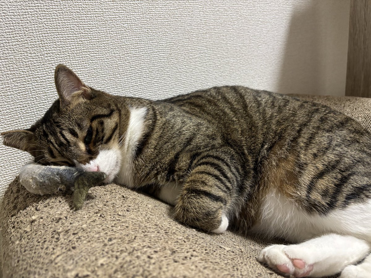 munyo_monyo's tweet photo. ウトウトむーにょ https://t.co/fywRsHhcLa