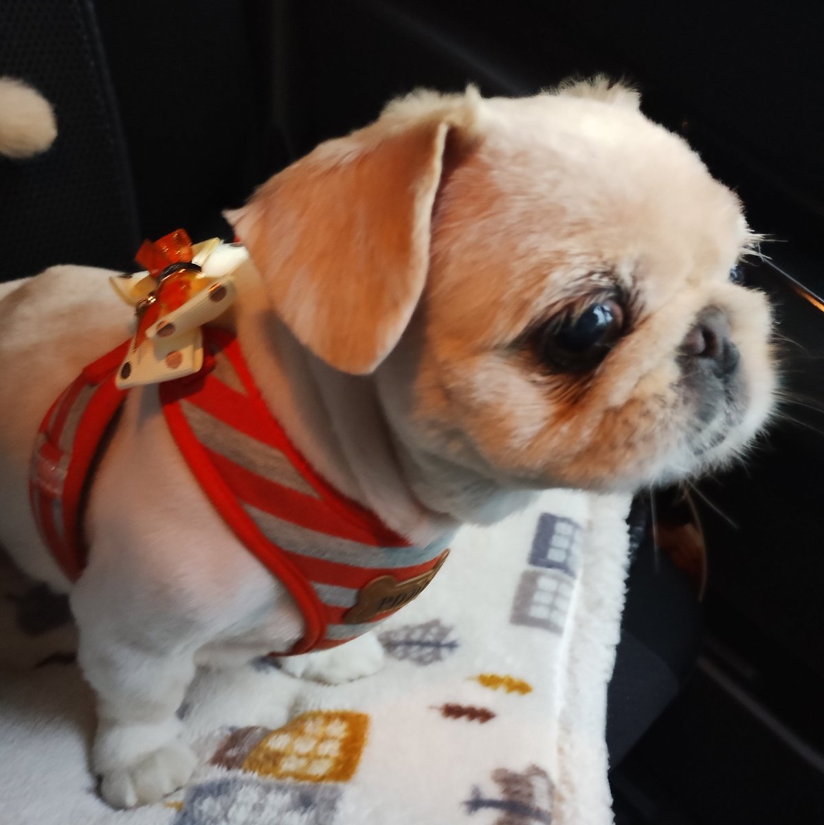 GEN59072734's tweet photo. はい、ボーズ🤗🐶 https://t.co/3kvc9v5Xkz