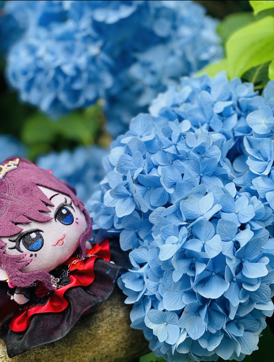 Nachicoponta's tweet photo. 中尊寺×紫陽花×一ノ瀬志希ぬい https://t.co/o3ZfjIfVHG