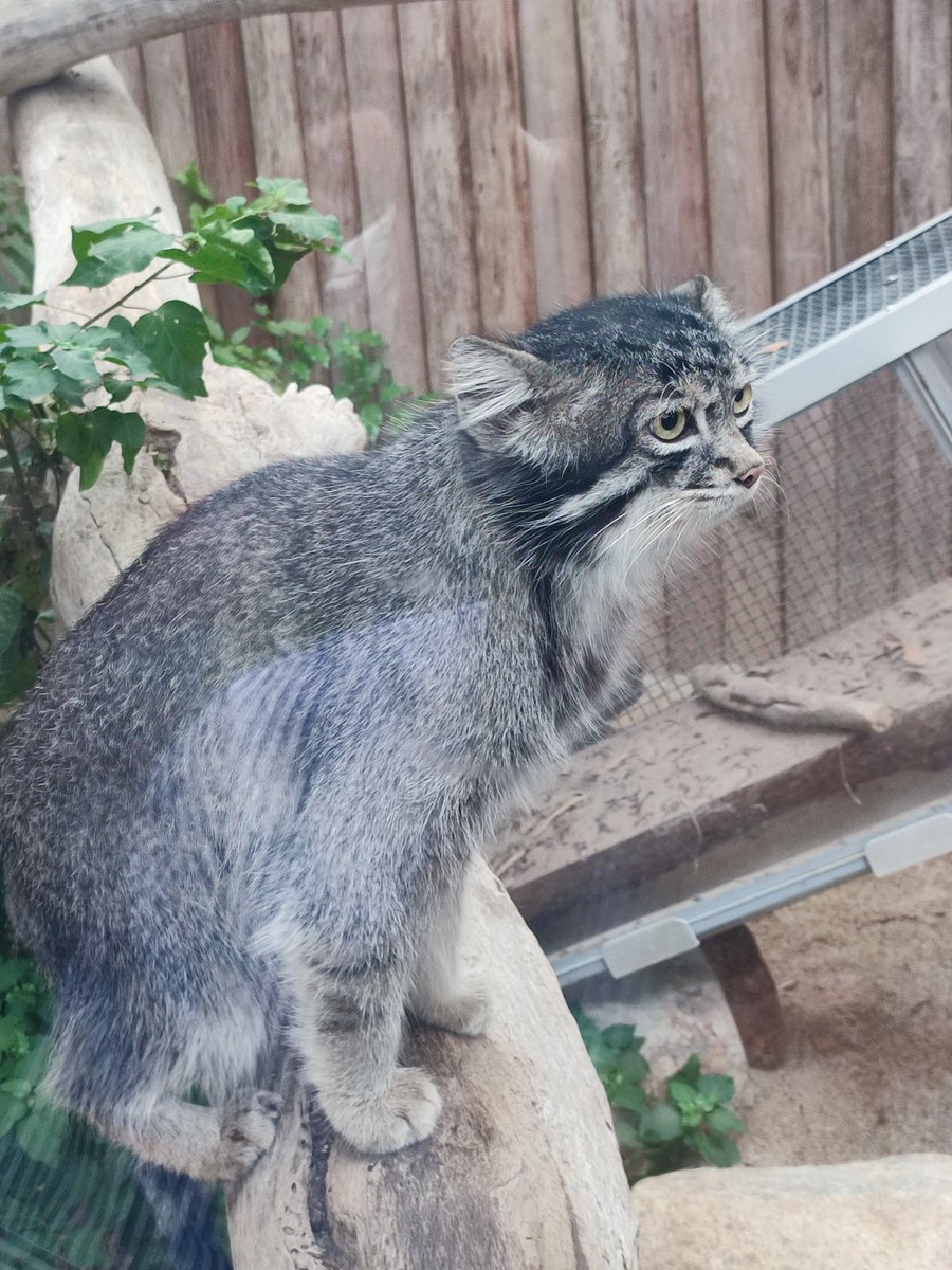 tapimaru2021's tweet photo. ハシビロコウ
マヌルネコ
レッサーパンダ
コツメカワウソ https://t.co/7FkFfTneQ4